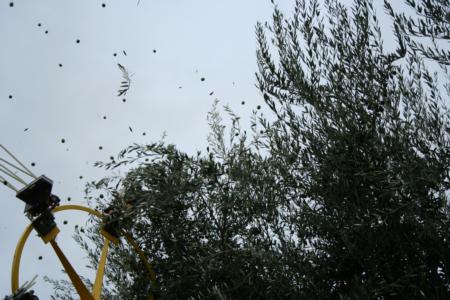 Wheelrake harvester in olive orchard: Detached olives disperse in a wide radius